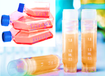 Mouse Lung Macrophages